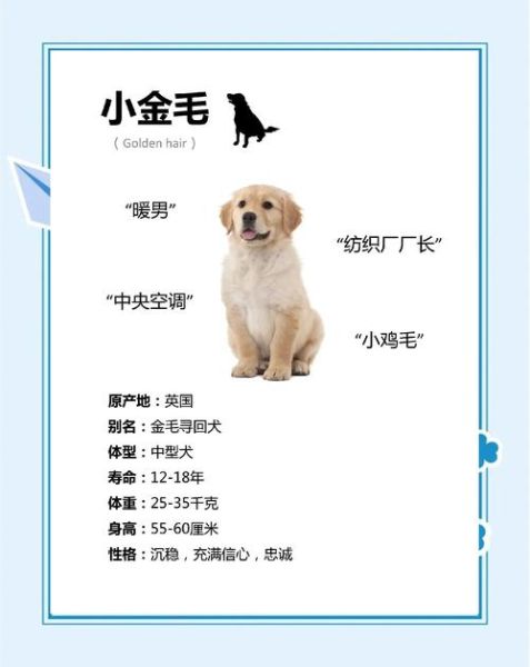 财运金毛怎么养_财运金毛掉毛严重吗