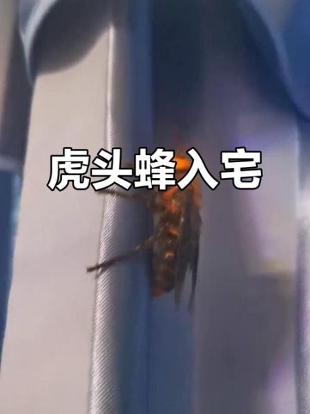 蜂蛰的财运_蜂蛰后如何招财转运