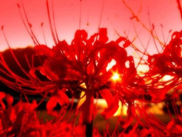 梦到红色云是什么意思_红色云梦境预示什么
