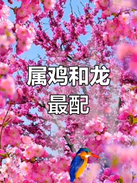 鸡与龙的爱情运势_如何化解相冲