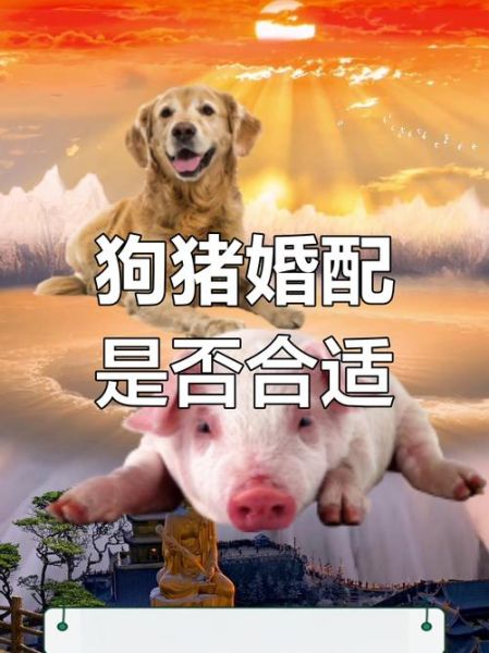 猪和狗合财吗_属猪属狗财运配对