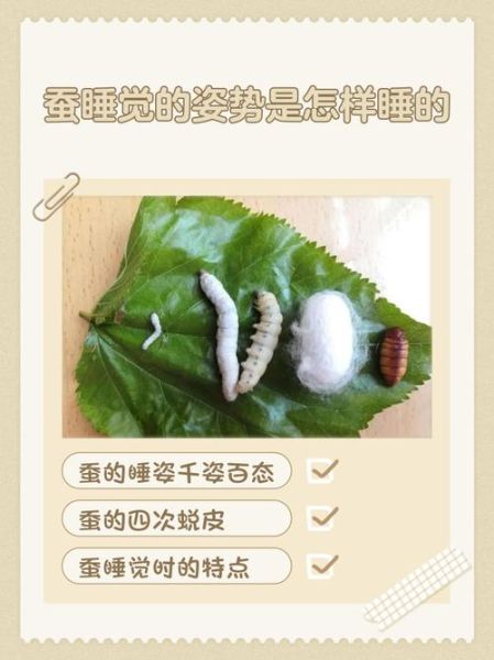梦到小蚕是什么意思_梦见蚕宝宝代表什么