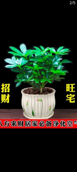 财运在木是什么意思_如何提升木运招财