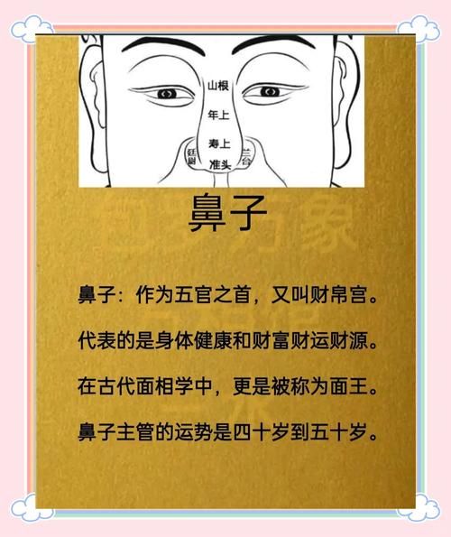 鼻子硬财运_鼻子硬的人财运好吗