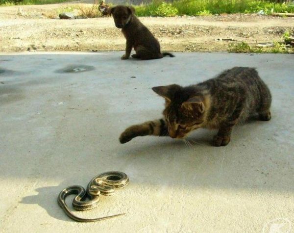 梦到猫吃蛇_梦见猫吃蛇是什么意思