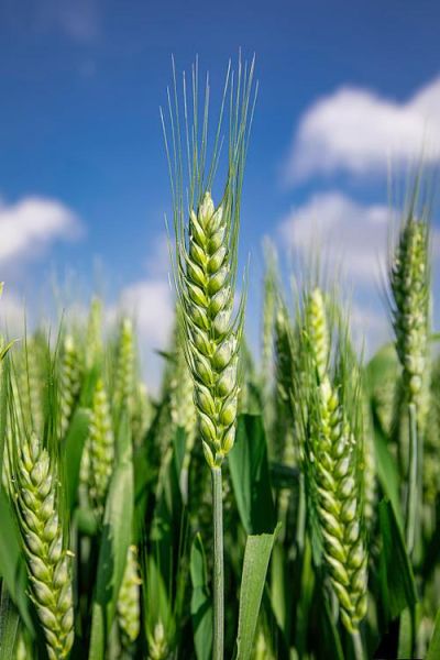 梦到青麦穗是什么意思_梦见青麦穗的预兆