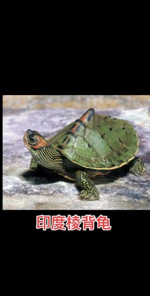 梦到背乌龟是什么意思_梦见背乌龟的吉凶预兆