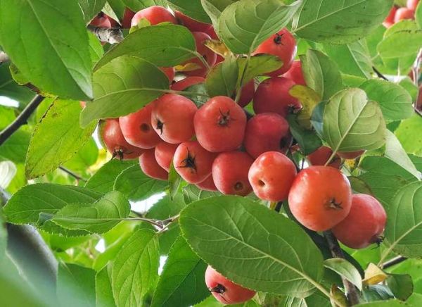 梦到摘红色成熟的果子_是什么意思