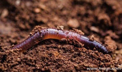 梦到蚯蚓是什么意思_梦见蚯蚓代表什么