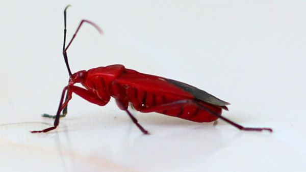 梦到红色的虫子_是什么预兆