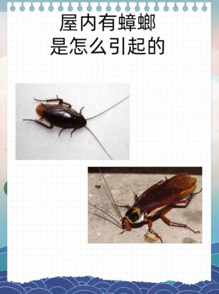 蟑螂财运_蟑螂进家是招财还是破财