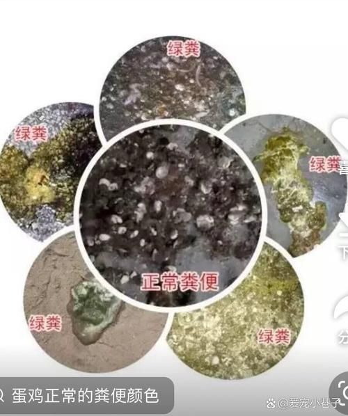 梦到吃鸡屎是什么意思_梦到吃鸡屎预示什么