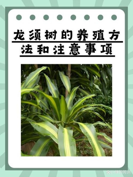 龙须树与属相相冲怎么办_哪些生肖不宜养龙须树