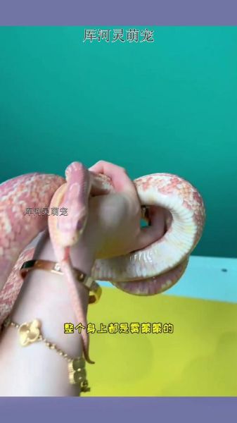 梦到蛇扒皮是什么意思_蛇脱皮梦境预示什么