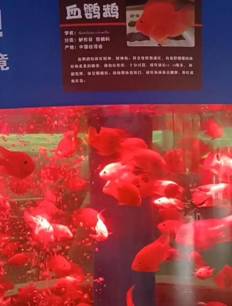 红鹦鹉财运红是什么_如何提升红鹦鹉财运红效果