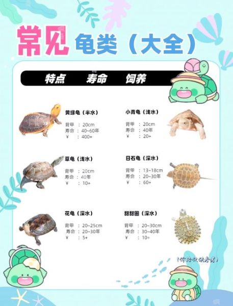 属什么的人适合养乌龟_养龟风水禁忌