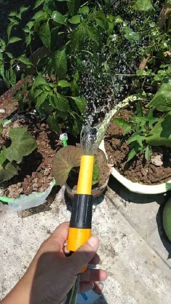 梦到浇菜是什么意思_梦见给菜浇水好不好