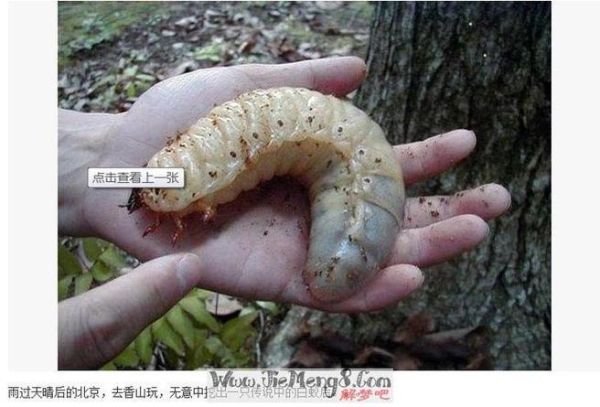 梦到好多肉虫子是什么意思_梦见肉虫子预示什么