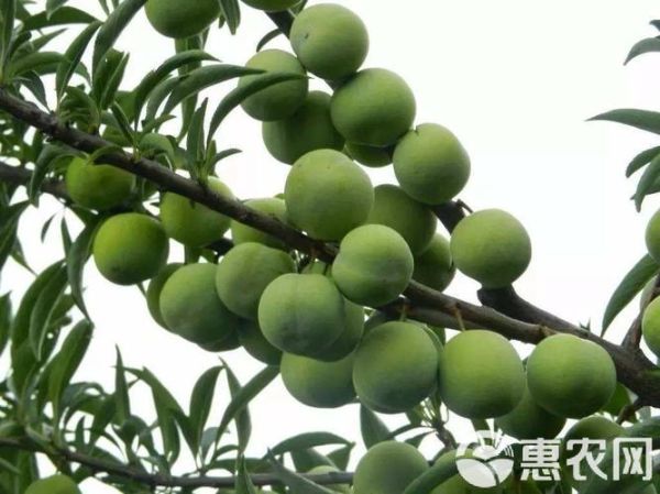 梦到青李子是什么意思_青李子梦境解析