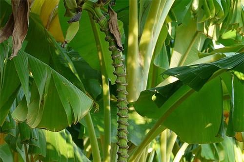 梦到芭蕉是什么意思_芭蕉梦境解析