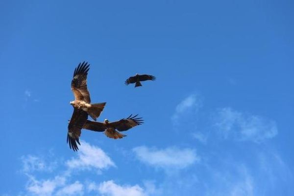 梦到老鹰是什么意思_老鹰在梦里代表什么