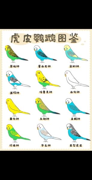 鹦鹉属相适合养什么鸟_鹦鹉属相性格特点