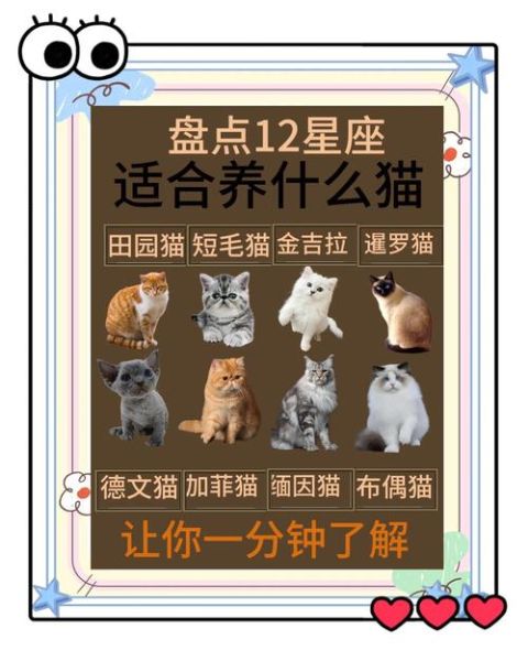 适合养猫的属相有哪些_猫和哪些属相最合得来