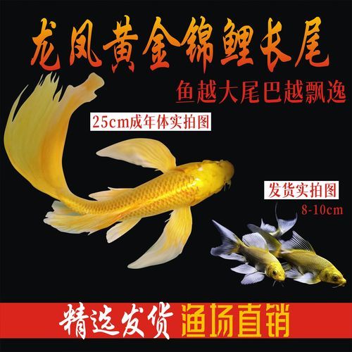 锦鲤鱼属相风水禁忌_养几条最旺