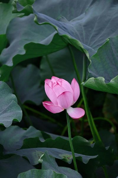 梦到摘莲花是什么意思_梦见摘莲花预示什么