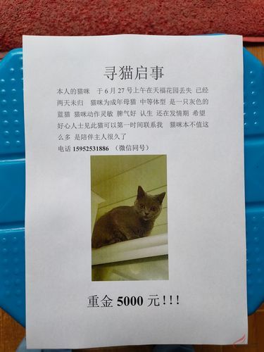 梦到赶猫走_赶猫走预示什么