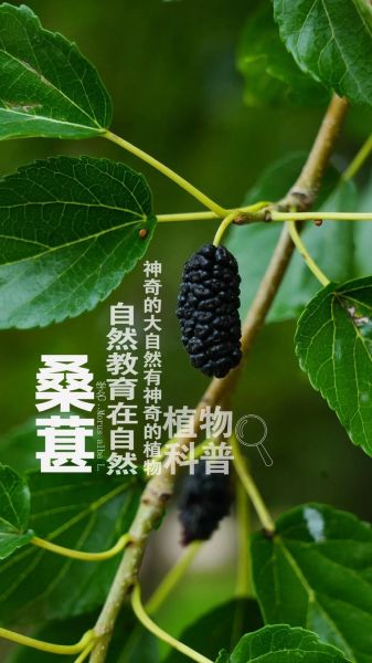 梦到桑葚是什么意思_孕妇梦见桑葚预示什么