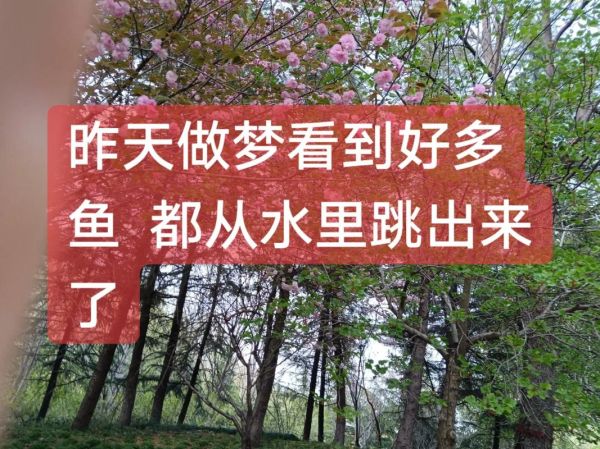 梦见鱼是什么意思_梦到鱼代表什么