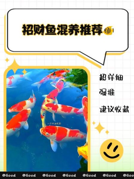 鱼代表财运吗_风水养鱼招财技巧
