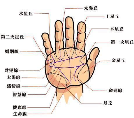 金星丘财运怎么看_金星丘财运线图解