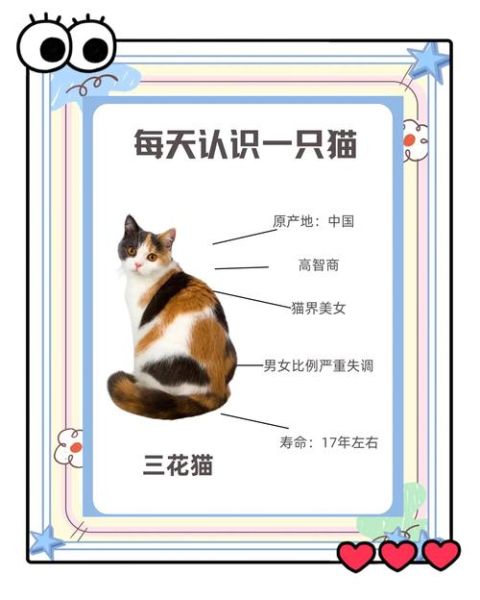 梦到三只猫_周公解梦准吗