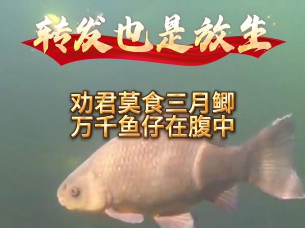 女人梦到死鱼复活_周公解梦预示什么