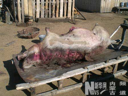 梦到猪追着咬我_梦见猪咬人是什么意思