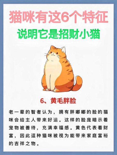 猫能招财吗_养猫提升财运的方法
