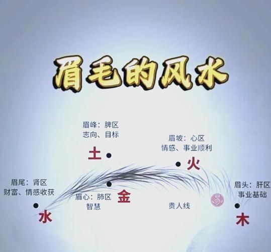 眉毛和财运有关系吗_眉毛看财运准不准