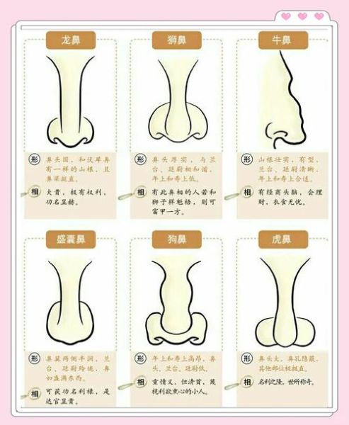 鼻型看财运_哪种鼻子最招财