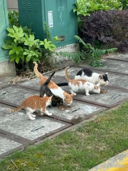 梦到被一群猫围攻_意味着什么