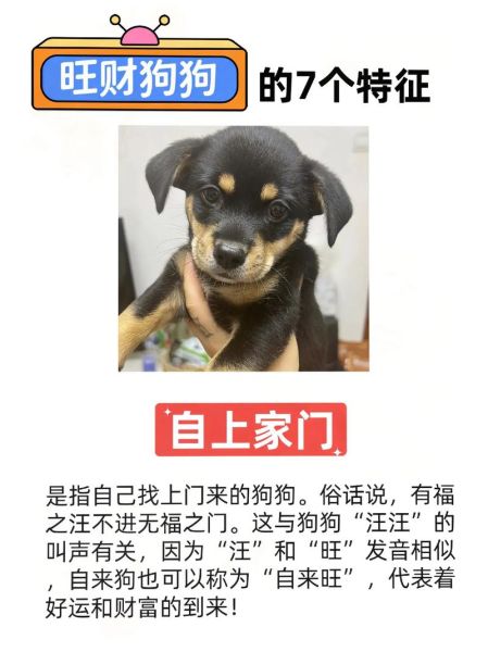狗的命运和财运_狗年养狗会招财吗