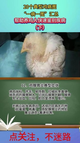 梦到鸡生病是什么意思_梦到鸡生病预示什么