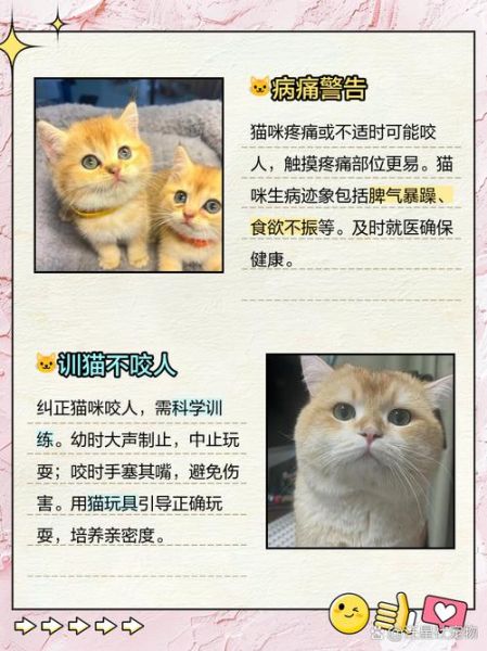 梦见被猫咬是什么意思_如何避免噩梦重现