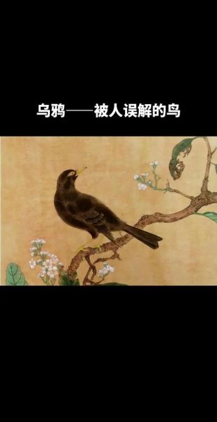 梦到乌鸦是什么意思_梦见乌鸦是吉是凶