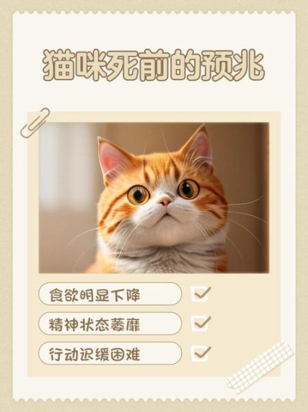 梦到小猫死了_是什么预兆