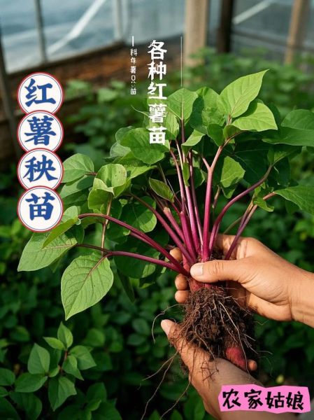 梦到种红薯苗是什么意思_红薯苗梦境解析