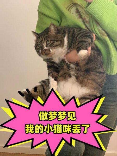 梦到猫跟我说话_周公解梦