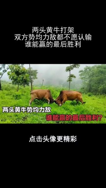 梦到黄牛打架_预示什么