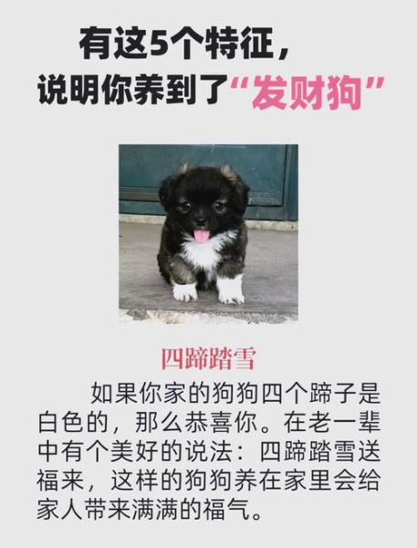 给狗起什么名字能带来财运_狗狗旺财名字大全